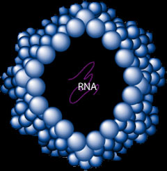 Human rhinovirus containing coded messages from God