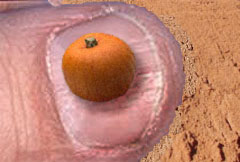 Ozzie Crenshaw's World's Smallest Pumpkin